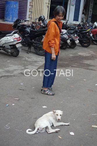 インド犬